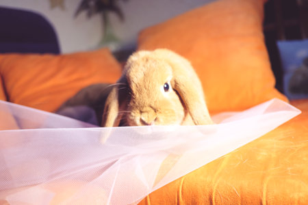 A cute and fluffy white rabbit sitting comfortably on a soft orange sofa, looking curiously to the side.の写真素材