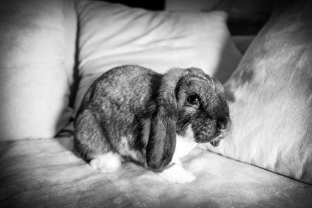A brown and white rabbit with long ears sitting comfortably on a soft orange sofa.の写真素材