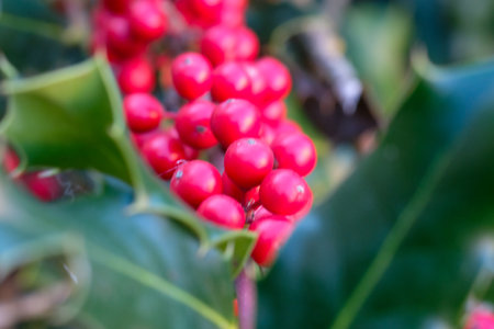 A close-up shot of vibrant red holly berries growing on a branch with green leaves.の写真素材
