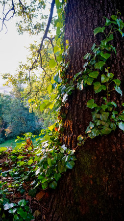 A close-up shot of a tree trunk covered in ivy, showing the textures and details of nature's growth.