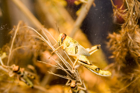 A view of a grasshopper.の写真素材