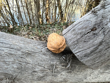 Walnut resting on a piece of weathered wood with a blurred background of trees, creating a rustic...