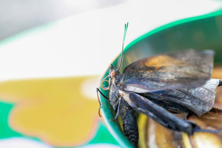 A butterfly clings to the rim of a vibrant green bowl. Focus is on its head and long antennae. High quality photoの写真素材