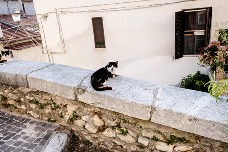 cats enjoy the sun atop a stone wall in a small town. One black and white cat is standing, while the other two are lying down. Buildings and cobblestone streets complete the scene. High quality photoの写真素材