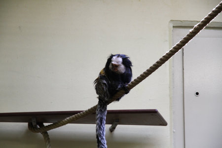 A bird with a prominent crest is perched on a thick rope, set against a simple indoor background. High quality photoの写真素材