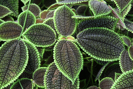 A close-up shot of Pilea involucrata 'Moon Valley' leaves, showing their distinctive textured...