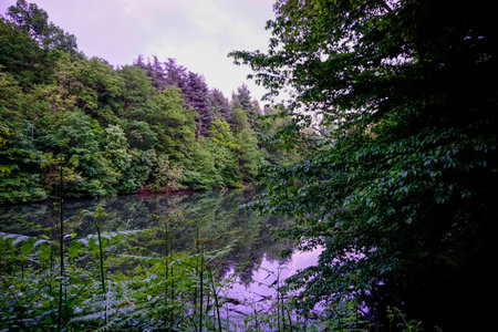 A tranquil scene of a calm lake reflecting the surrounding lush forest, capturing a peaceful and serene outdoor atmosphere. High quality photoの写真素材