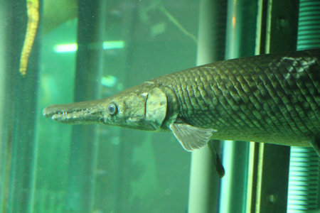 A spotted gar fish swims in an aquarium, showing its distinctive pattern and elongated body amidst other blurry fish and plants. High quality photoの写真素材