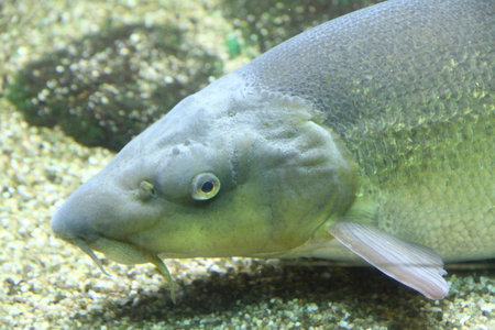 A detailed close-up shot of a carp fish head, highlighting its eyes, mouth, and scales with a blurry underwater background. High quality photoの写真素材