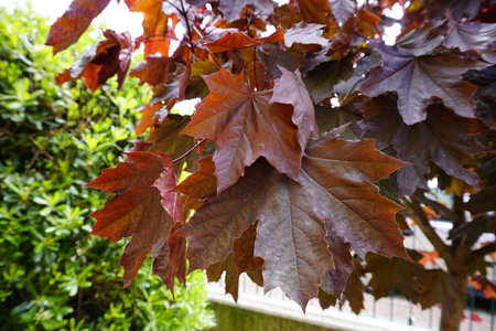 A detailed close-up of Crimson King Maple leaves showing their rich, burgundy hue and distinct...