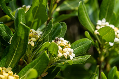 This is a detailed closeup image showing a beautiful plant featuring vibrant flowers alongside its...