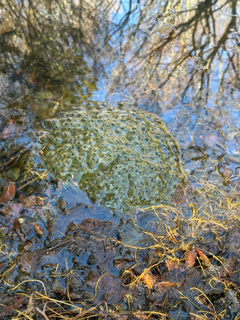 A large cluster of frog eggs, known as frog spawn, floating in clear pond water, reflecting...