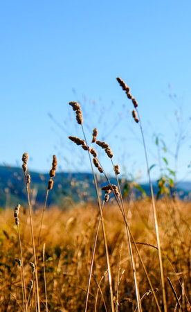 A vast, sun-drenched meadow with tall golden grasses stretches across a rolling landscape, framed by...