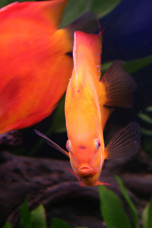 A stunningly vibrant orange discus fish, a popular freshwater cichlid, swims gracefully in an...