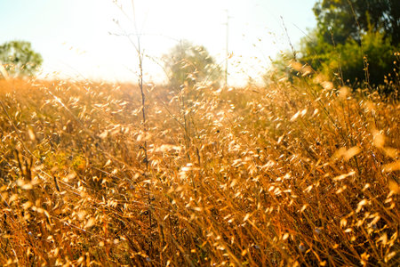 A close-up view of a vast field of golden, sun-kissed grasses, with a soft focus background of trees...