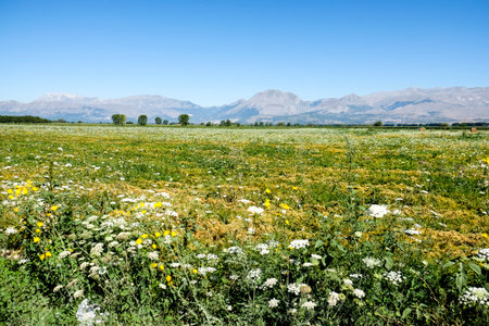 A wide shot of the expansive Fucino Plain, covered in green fields and wildflowers, stretching towards distant mountains under a clear blue sky. High quality photoの写真素材