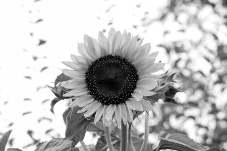 A dramatic monochrome close-up of a sunflower, highlighting its intricate texture and petals in a classic black and white artistic style. High quality photoの写真素材