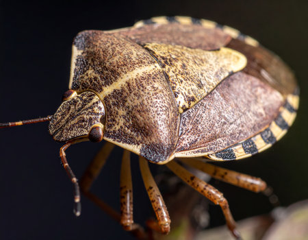 Close-up of a brown marmorated stink bug, showing its unique shield-shaped body, camouflage patterns, and antennae. High quality photoの素材