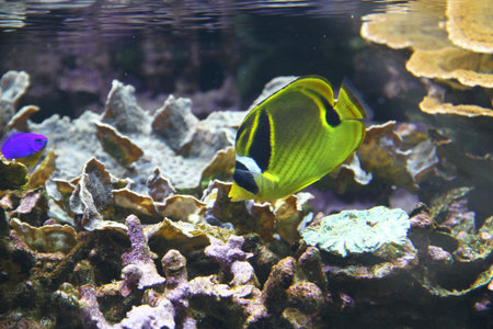 A vibrant yellow and black raccoon butterflyfish gracefully swimming in a coral reef aquarium,...