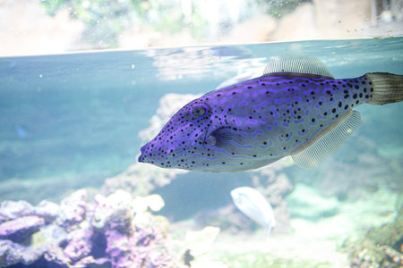 A beautifully patterned filefish, with a long snout and distinctive blue and black spots, swims gracefully in a brightly lit fish tank. High quality photoの写真素材