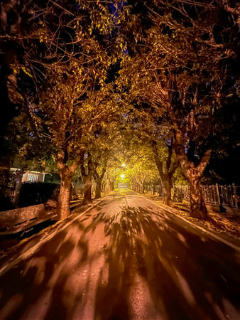 An empty street at night, illuminated by warm yellow streetlights that cast long shadows of the trees onto the pavement, creating a sense of solitude. High quality photoの写真素材