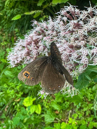 A beautiful butterfly with dark wings rests on a delicate flower, surrounded by vibrant green...