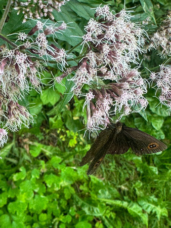 A beautiful butterfly with dark wings rests on a delicate flower, surrounded by vibrant green...