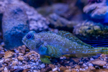 A macro photograph of a Tompot Blenny Parablennius gattorugine, a small marine fish, resting on the gravel seabed of an aquarium. The underwater scene is illuminated with a deep blue light. High quality photoの写真素材