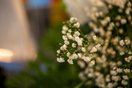 A delicate macro shot of white Baby's Breath Gypsophila flowers in a bouquet. A classic and romantic floral decoration for a wedding or celebration. High quality photoの写真素材
