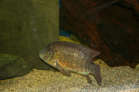 Close-up of a large, robust cichlid or freshwater fish with dark, mottled scaling, swimming near the...