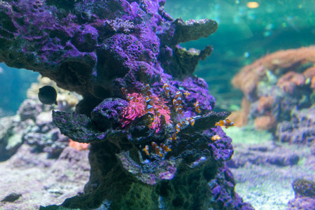 A cluster of orange and white clownfish nestled in a large pink sea anemone, contrasting sharply...