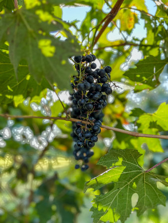 A close-up of a bunch of dark blue and black grapes that have shriveled and dried on the vine,...