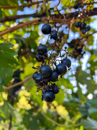 A close-up of a decaying bunch of dark blue and black grapes that have shriveled and dried on the...