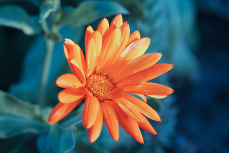 A detailed macro close-up of a single, bright orange marigold pot marigold flower in full bloom, set against a soft, cool-toned blue-green leafy background. High quality photoの写真素材