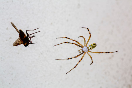 A detailed macro photograph of a Wasp Spider Argiope bruennichi, showing its distinctive yellow and...