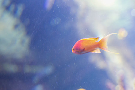 A vivid orange fish, likely a type of cichlid or goldfish hybrid, swims gracefully in a blue-purple aquarium. Its glowing scales and central position highlight the contrast and tranquility of the underwater scene. High quality illustrationの写真素材