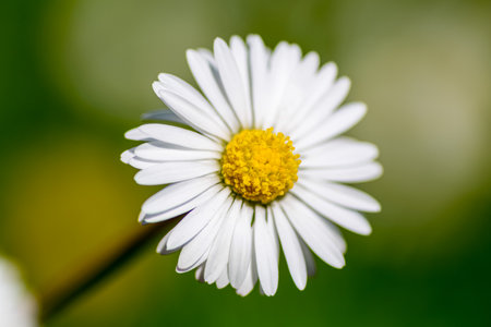 Close-up shots of blooming white daisies with yellow centers set against lush green backgrounds, capturing the freshness of wildflowers in natural light. High quality photoの写真素材
