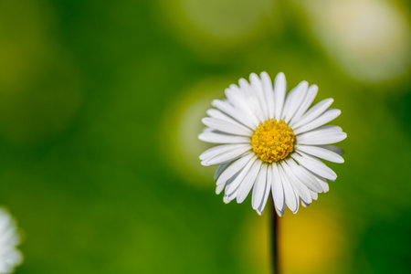 Close-up shots of blooming white daisies with yellow centers set against lush green backgrounds, capturing the freshness of wildflowers in natural light. High quality photoの写真素材