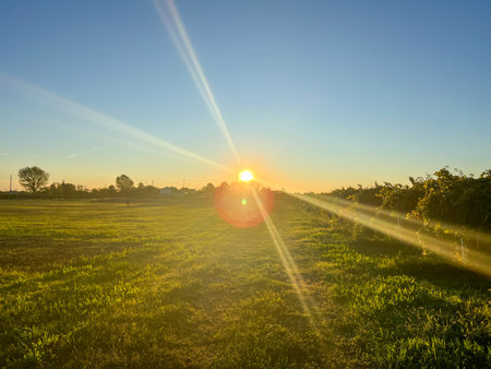 Beautiful sunset casting warm golden light over lush green fields and vineyard rows under a clear blue sky, creating a serene and picturesque rural landscape. High quality photoの写真素材