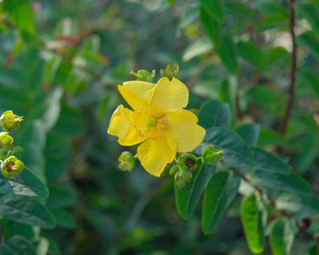 Close-up of a vibrant yellow Hypericum flower in full bloom surrounded by green leaves and unopened buds in natural daylight. High quality photoの写真素材