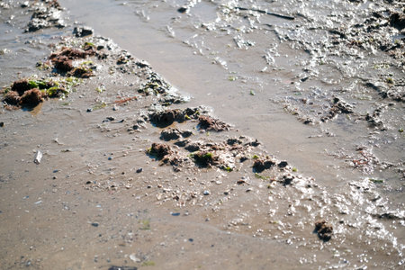 Mussels And Shells Scattered On Sand In Shallow Water With Gentle Ripples Intertidal Scene Showing...