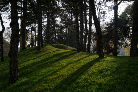 Sunlit Pine Grove On Grassy Hill, Soft Long Shadows Stretching Across DewKissed Grass, Tall Textured Trunksの写真素材