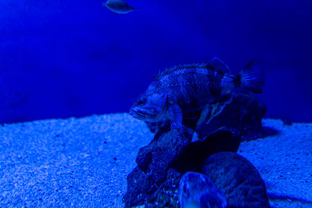 Close up of a spiny finned fish resting by rocks in a blue lit aquarium tank with a sand substrate....