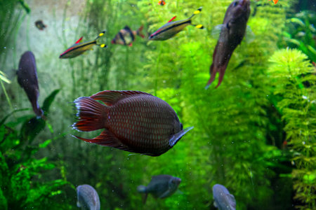 A vivid freshwater aquarium showcases a large dark brown fish with red fins gliding through lush green aquatic plants. Smaller yellow-tailed fish swim near