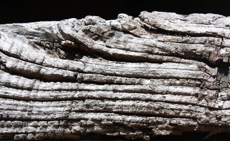 Piece of very old woodの写真素材