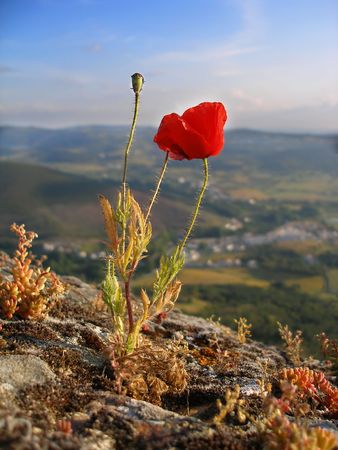 Closeup of a red wild flower       の写真素材