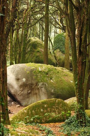 Green forest trees with rocksの写真素材