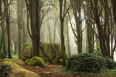 Green forest trees with rocksの写真素材