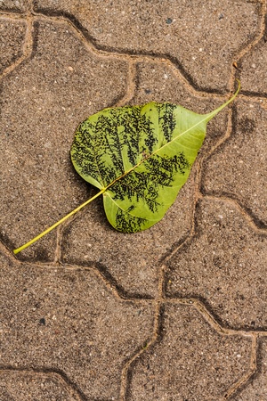 Bo leaf on the floor green and have some black dot on topの写真素材