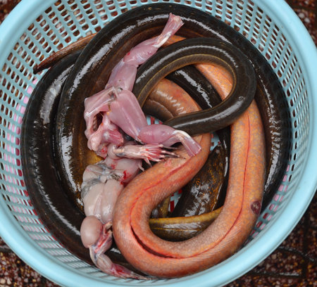 Bucket of fresh eels and frog in local market